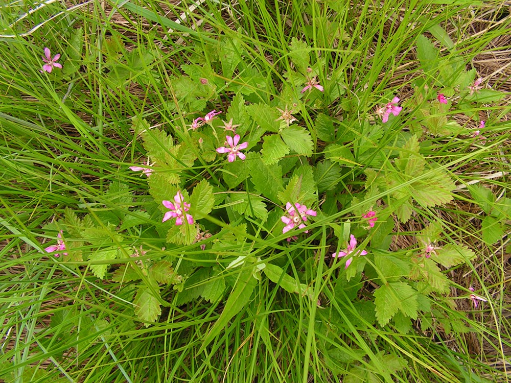 Image of Rubus arcticus specimen.