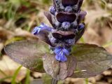 Ajuga reptans