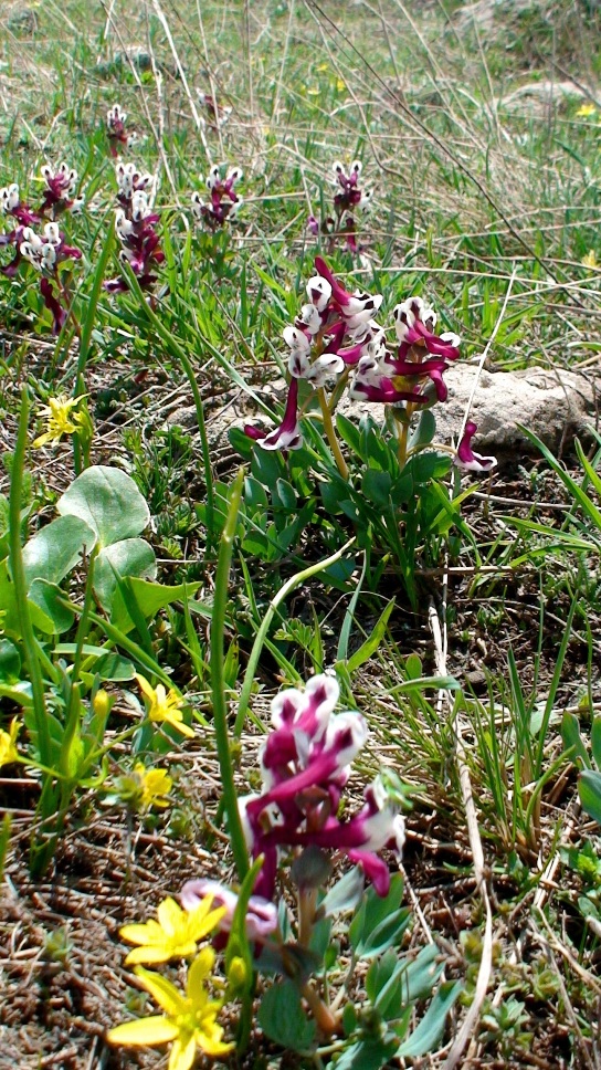 Image of Corydalis erdelii specimen.