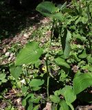 Aristolochia iberica