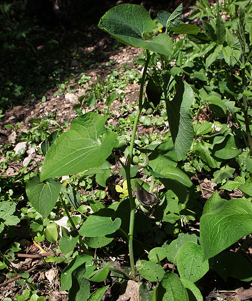 Изображение особи Aristolochia iberica.