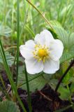 Fragaria viridis