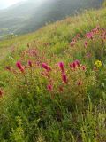 Melampyrum arvense. Цветущие растения. Крым, подножие горы Северная Демерджи. 2 июня 2012 г.