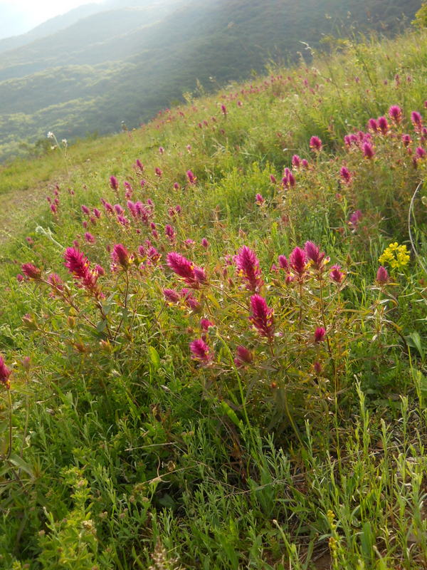 Image of Melampyrum arvense specimen.