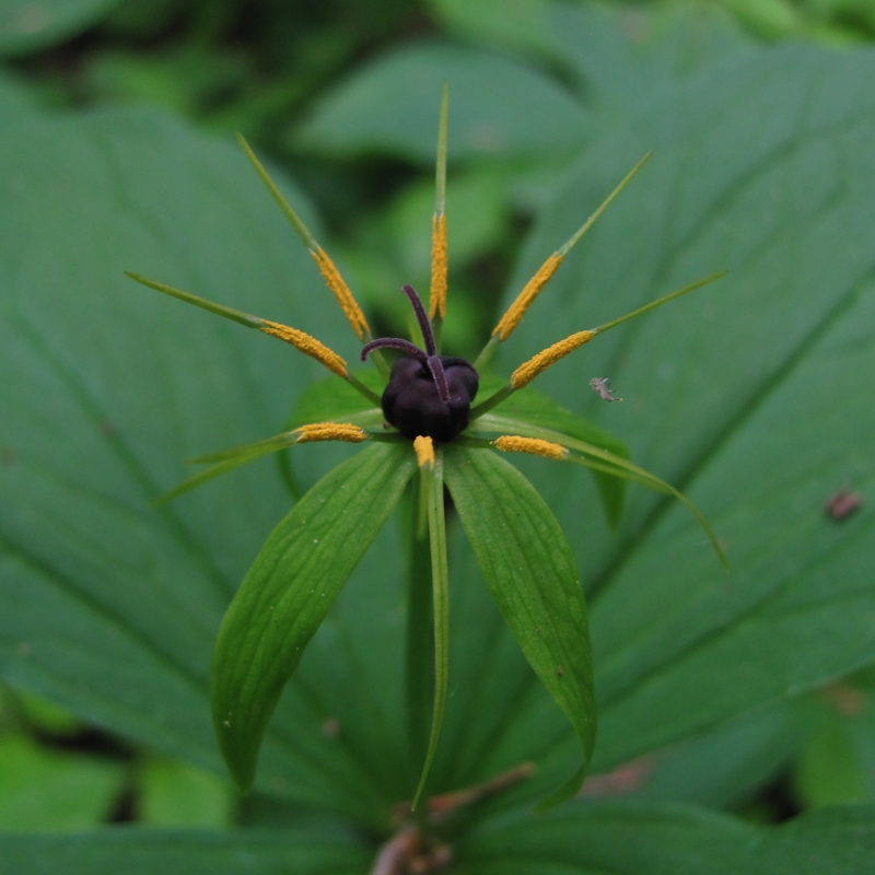 Image of Paris quadrifolia specimen.