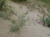 Astragalus varius