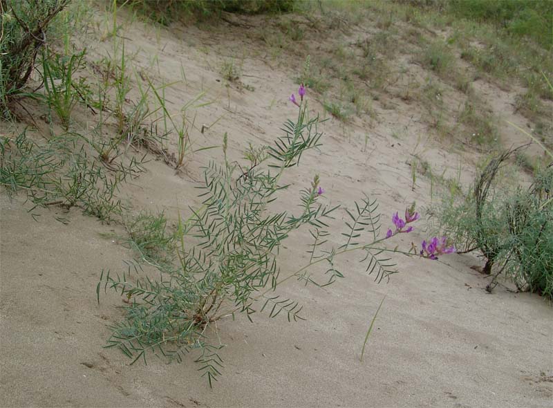 Изображение особи Astragalus varius.