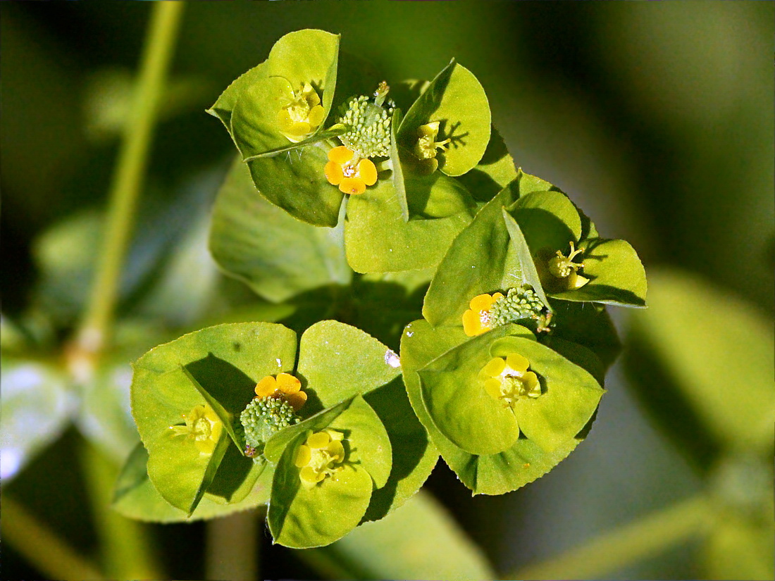 Изображение особи Euphorbia platyphyllos.