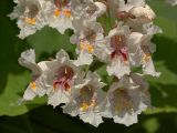 Catalpa ovata