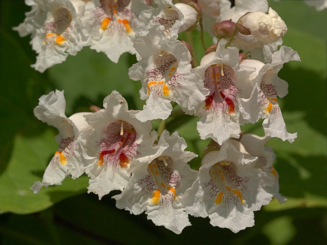 Изображение особи Catalpa ovata.