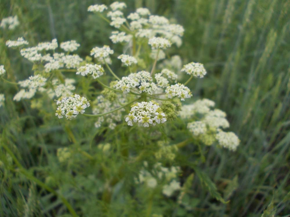 Image of Sphallerocarpus gracilis specimen.