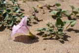 Calystegia soldanella