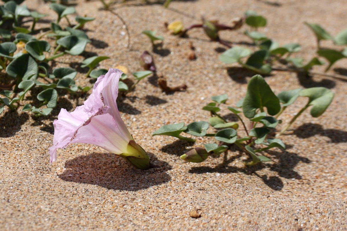 Image of Calystegia soldanella specimen.