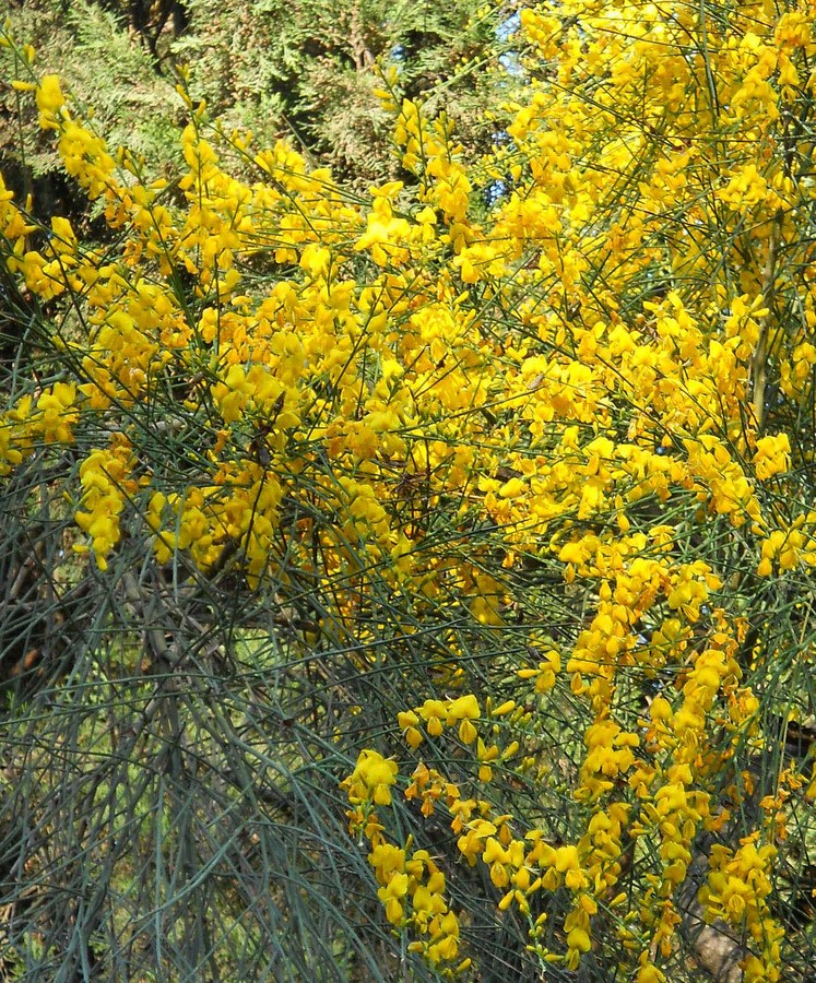 Изображение особи Genista aetnensis.