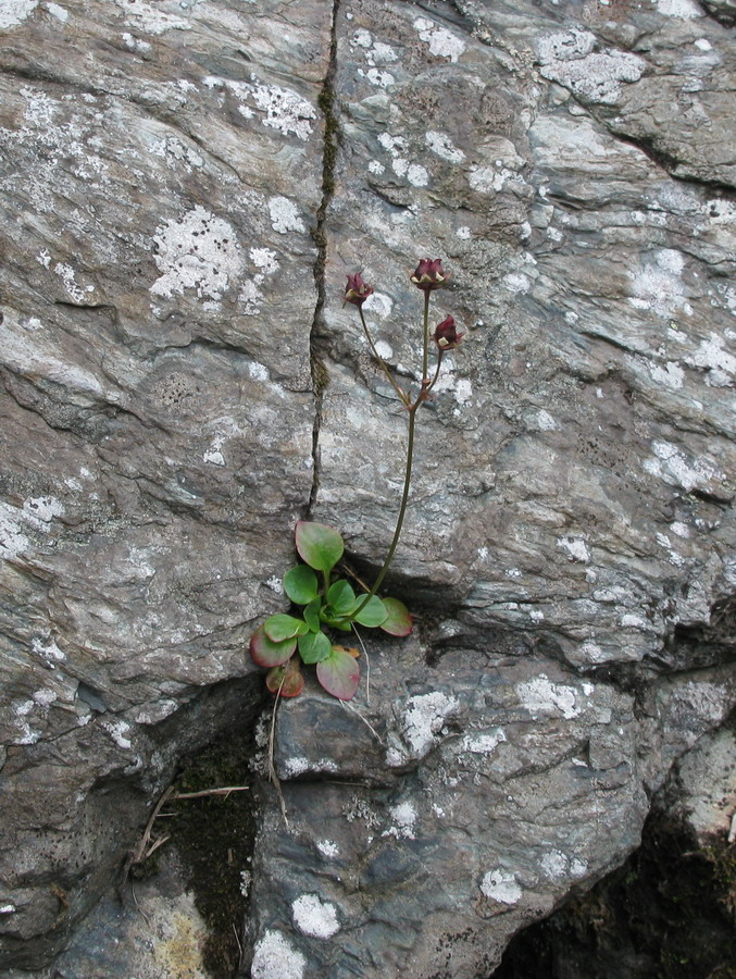 Image of Micranthes melaleuca specimen.