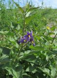 genus Solanum
