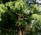 Metasequoia glyptostroboides