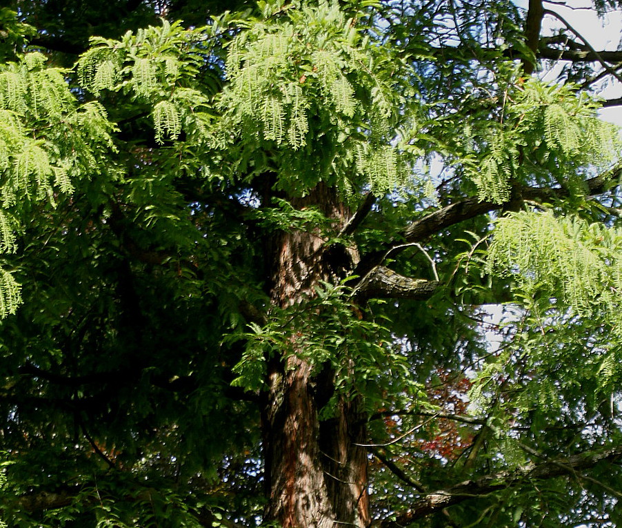 Изображение особи Metasequoia glyptostroboides.