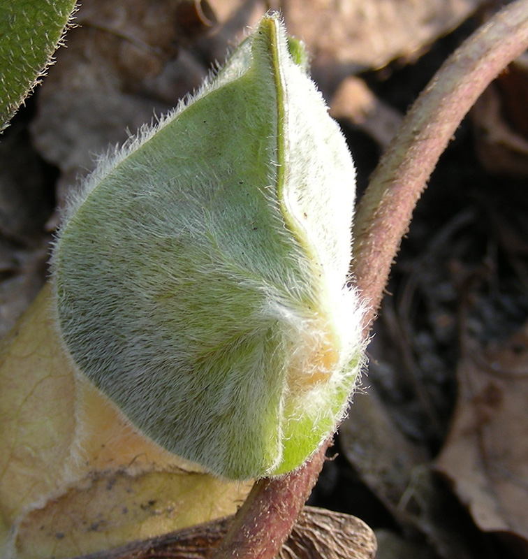 Изображение особи Asarum europaeum.