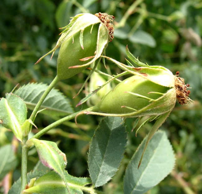 Image of Rosa canina specimen.