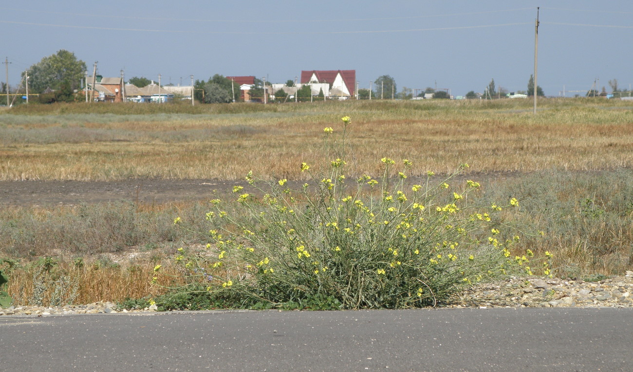 Image of Diplotaxis tenuifolia specimen.