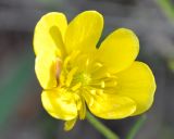 Ranunculus millefoliatus