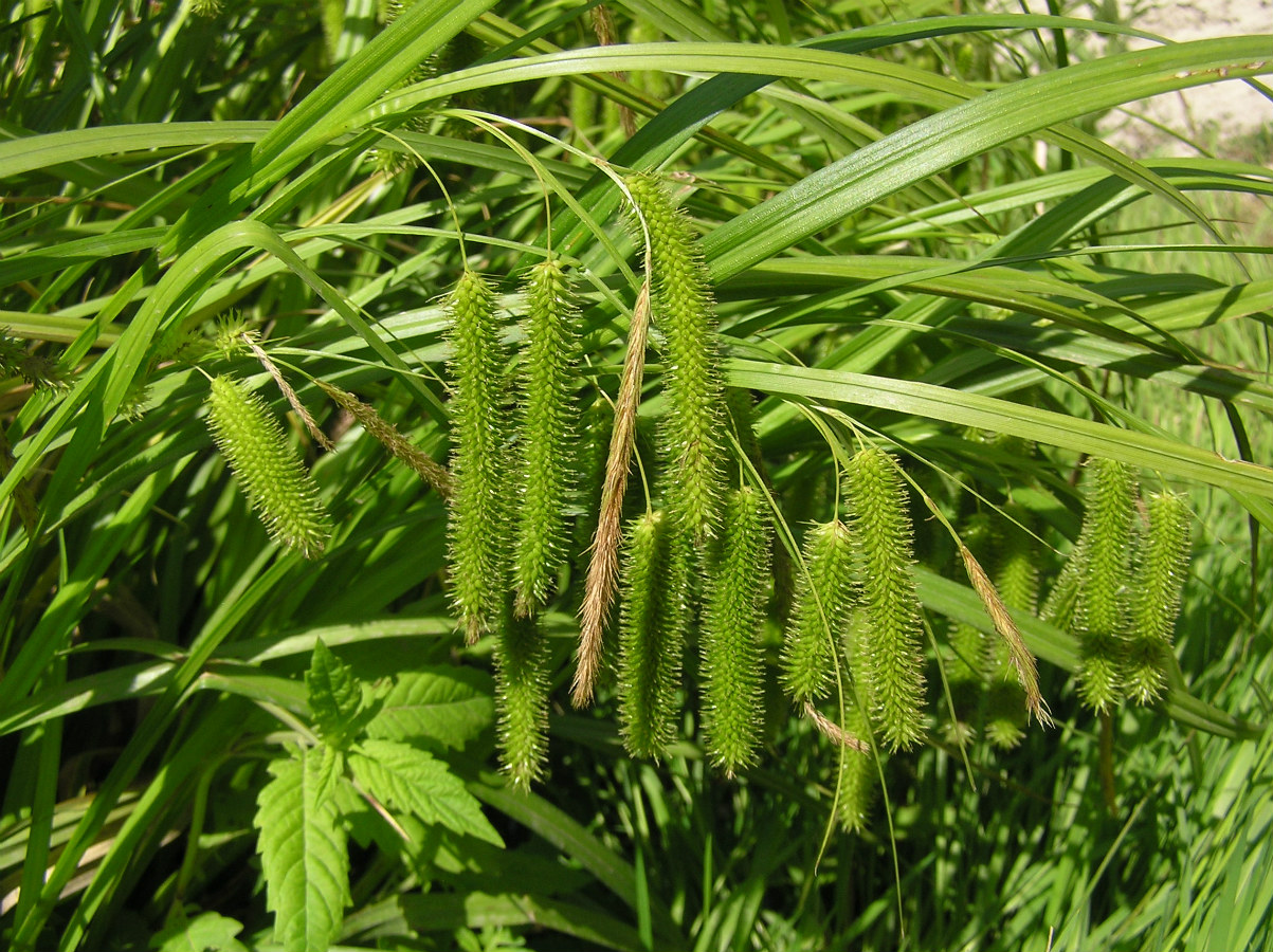 Изображение особи Carex pseudocyperus.