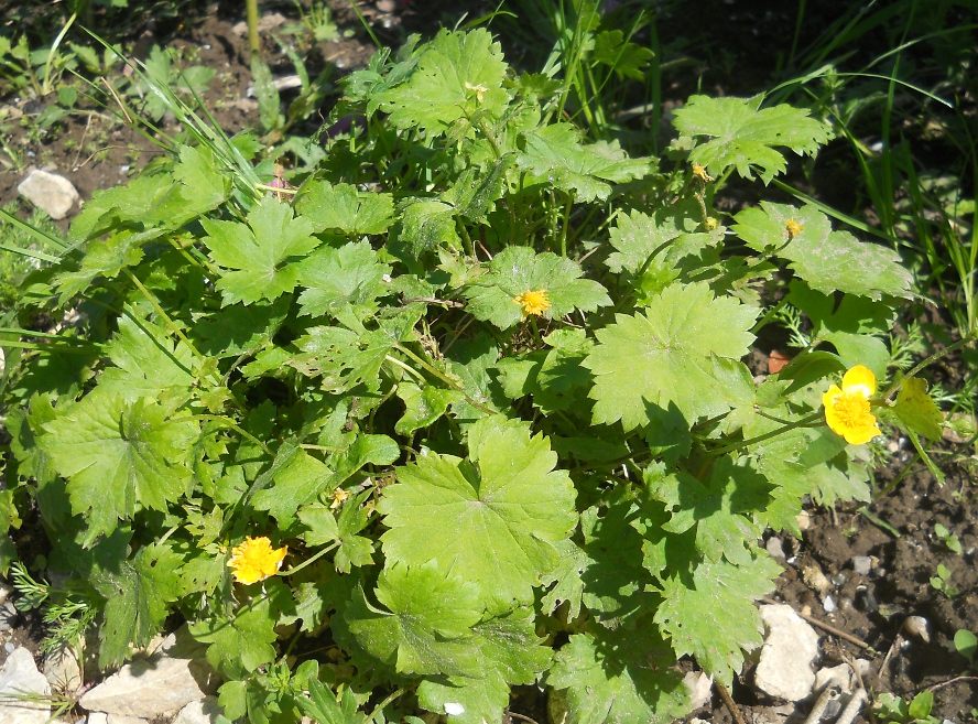 Image of Ranunculus cappadocicus specimen.