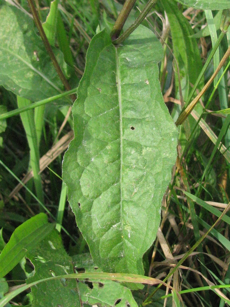 Image of Centaurea carpatica specimen.