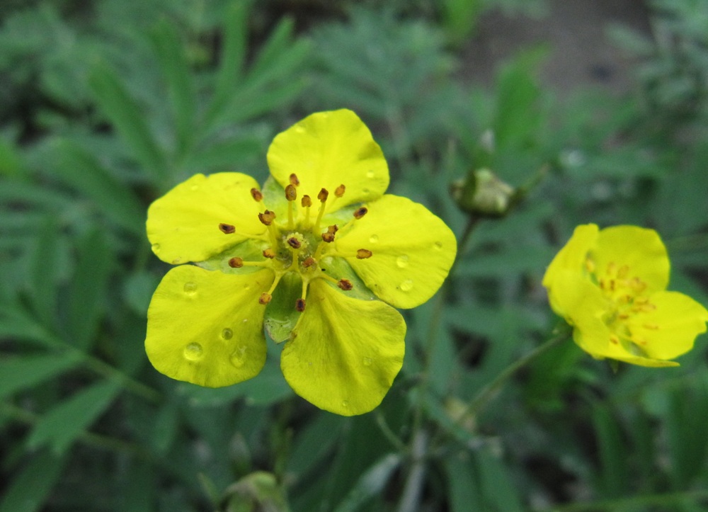 Изображение особи Potentilla semiglabra.