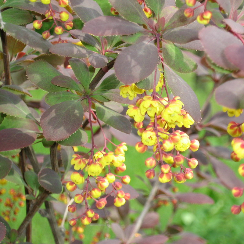 Изображение особи Berberis vulgaris f. atropurpurea.