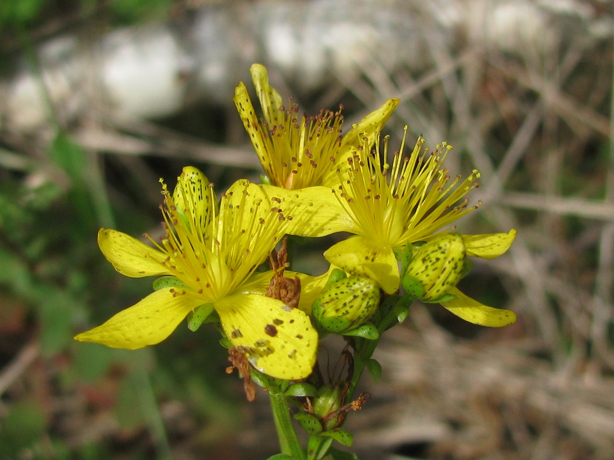 Image of Hypericum maculatum specimen.