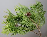 Platycladus orientalis. Веточка с шишечками в разной стадии развития. Германия, г. Кемпен, в частном саду. 06.02.2013.