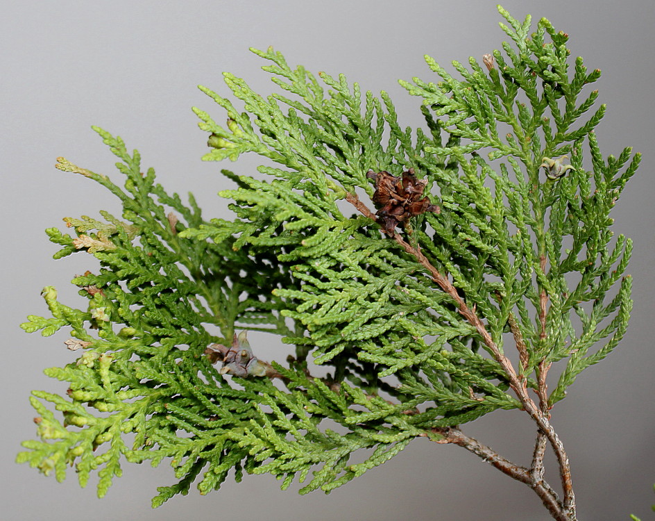 Изображение особи Platycladus orientalis.