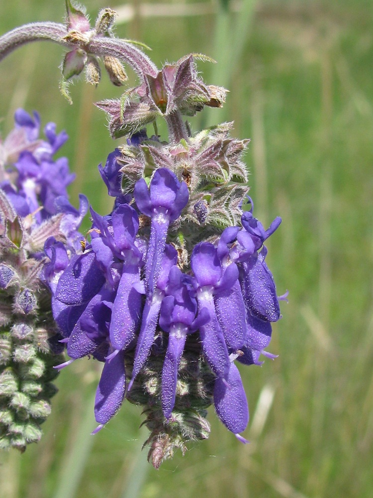 Изображение особи Salvia nutans.