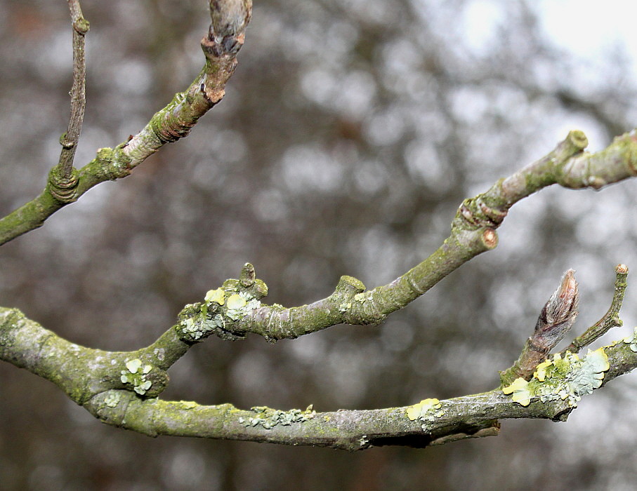 Изображение особи Sorbus aucuparia.