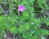 Geranium sanguineum