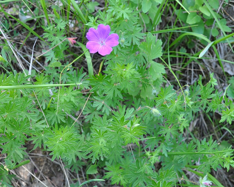 Изображение особи Geranium sanguineum.