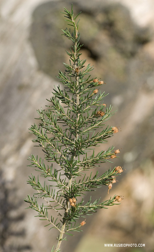 Image of Erica arborea specimen.