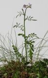 Cardamine pratensis