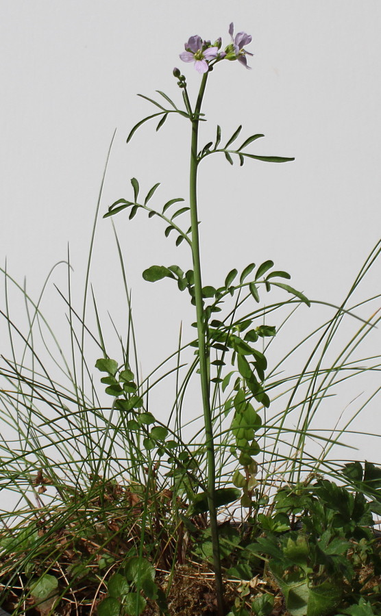 Изображение особи Cardamine pratensis.