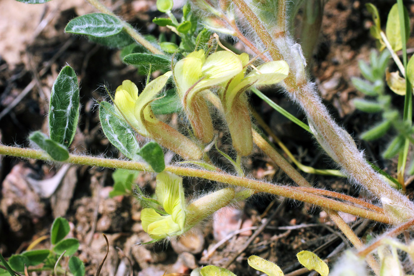 Изображение особи Astragalus mucidus.