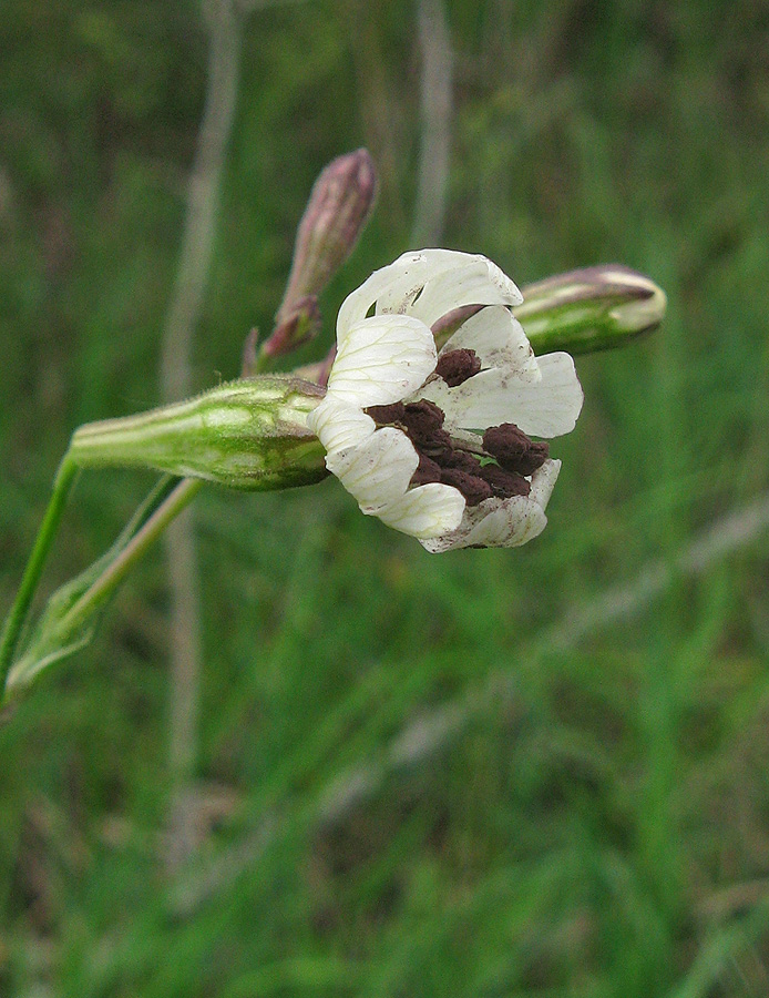 Image of Silene italica specimen.