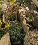 Saxifraga schleicheri