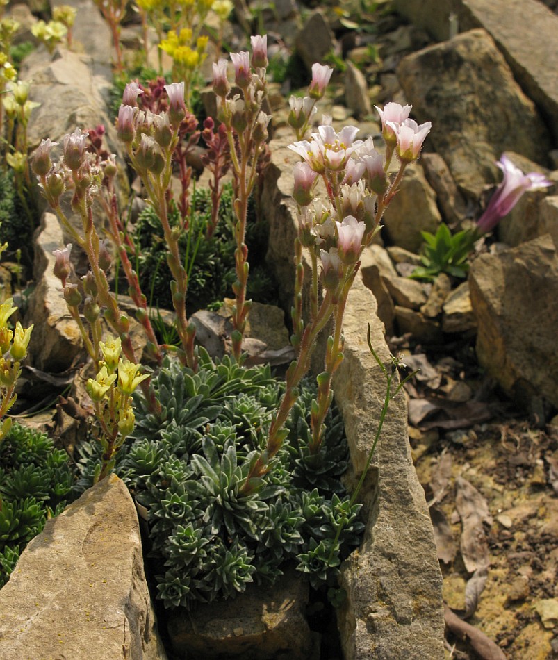 Изображение особи Saxifraga schleicheri.