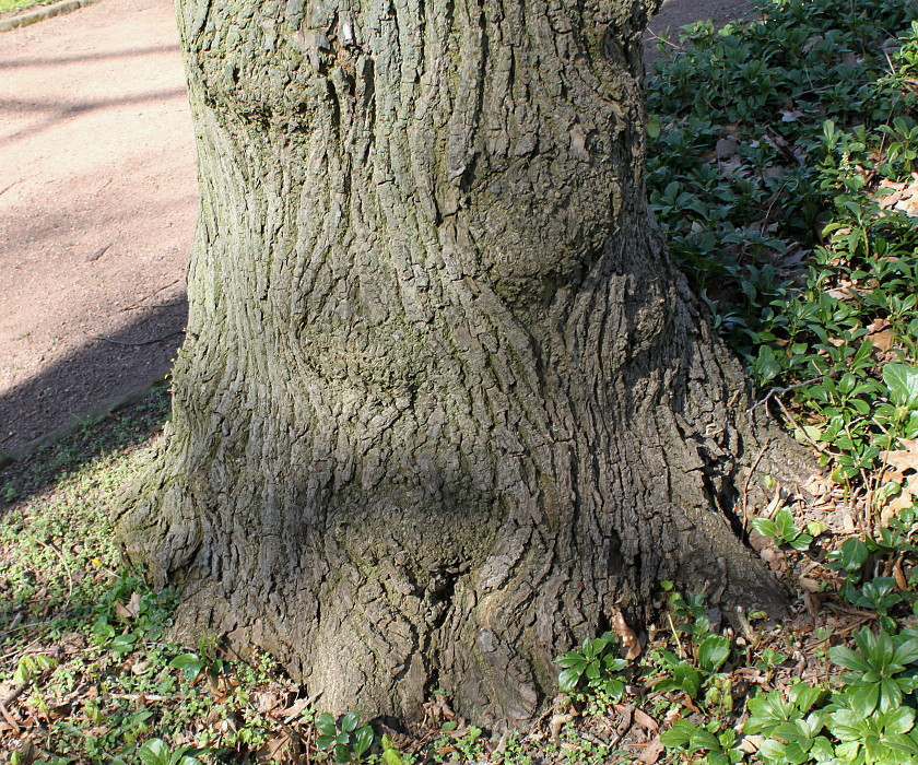 Изображение особи Tilia platyphyllos.