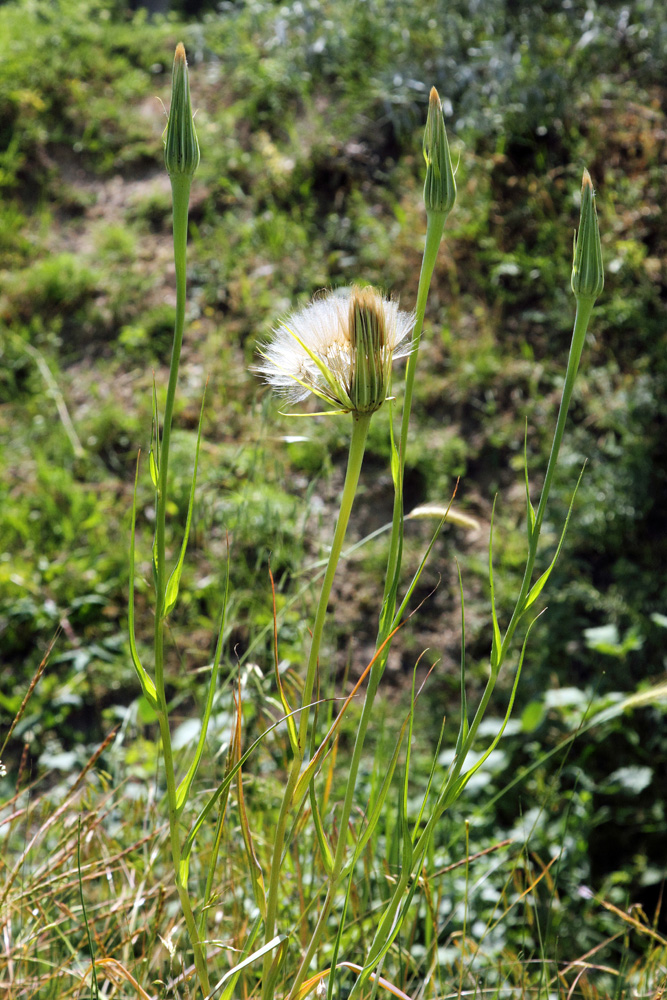 Изображение особи Tragopogon capitatus.