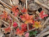 Geranium erianthum. Покраснение листьев в начале вегетации. Камчатский край, Усть-Большерецкий р-н, в 16 км на Ю-В от пос. Апачи, Апачинские термальные источники. 16.06.2011.