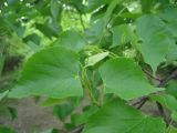 Tilia cordata