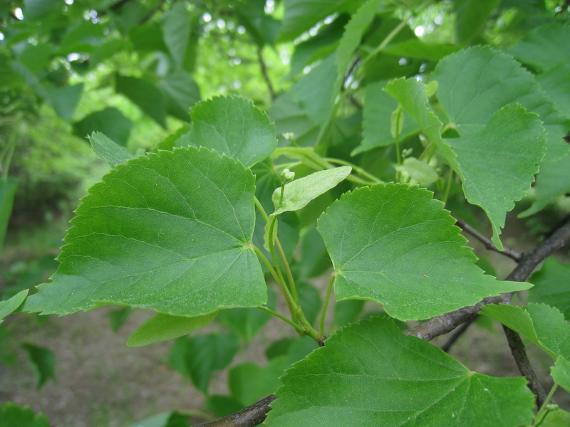 Image of Tilia cordata specimen.